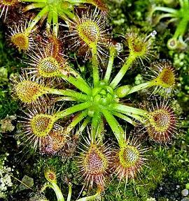 Drosera_ericksoniae_Copyright_Petr_Dzik.jpg